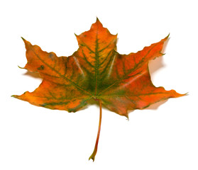 Autumn multicolor maple-leaf