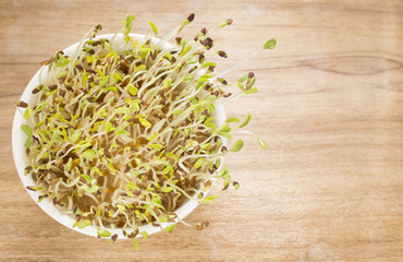 Sprouted alfalfa seeds - Medicago sativa