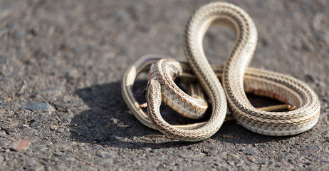 Obraz premium Auto crippled a snake on the road