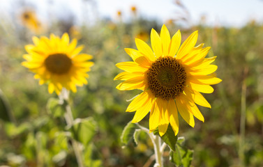 Sunflower flowers grow on nature