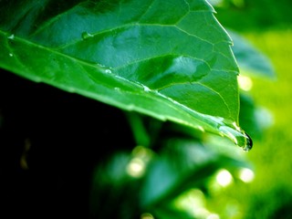 Regentropfen an der Spitze eines Blattes