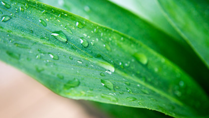 water drops on green long leaf
