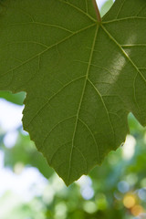Close up portrait view of green grape's leaf with blurred background