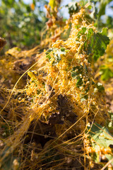 Yellow grass parasite on a plant in nature