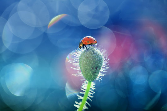 Small cute Ladybug on pitch poppy