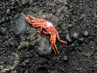 Hawaiian Crab Baked by Sun on Maui Island Volcanic Rocks
