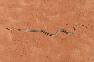 Eastern Patch Nosed Snake Crossing the Trail