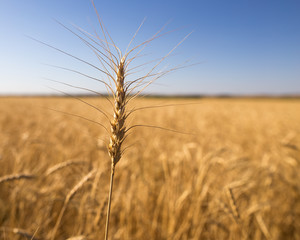 Naklejka premium Yellow ears of wheat against the blue sky