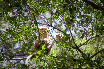 monkey with with mother at the Hakgala botanical garden, Sri-Lanka