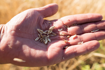 Yellow ears of wheat in hand in nature