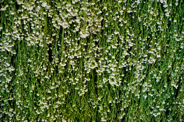 wedding flower decoration 