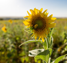 Fototapeta premium Sunflower flowers grow on nature