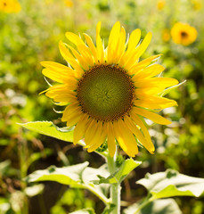 Fototapeta premium Sunflower flowers grow on nature
