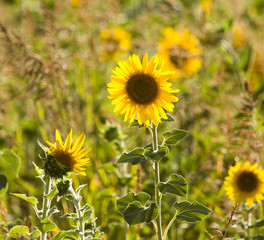 Obraz premium Sunflower flowers grow on nature