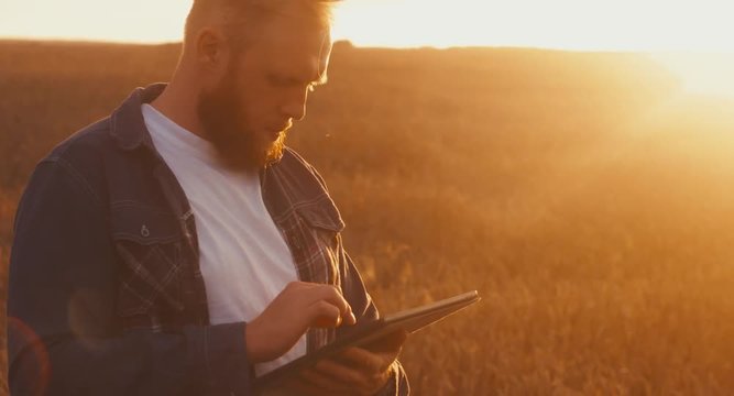 Modern farming concept, advanced technology in agriculture. Male farmer with portable tablet computer in wheat field using specialized app. 4K UHD 60 FPS 