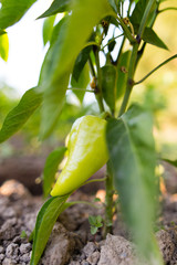 Green pepper on the plant in the garden