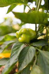 Green pepper on the plant in the garden