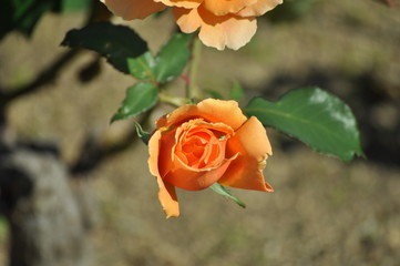 小さなジャストジョーイ