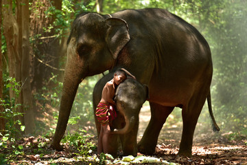 Naklejka premium The friendship between the boy and his elephant