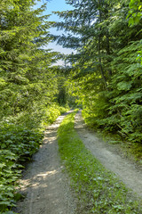 Obraz premium A hiking and off road path meanders along a mountain meadow on a sunny day