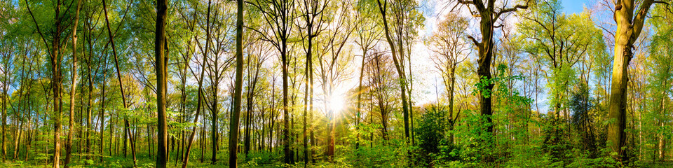Fototapeta na wymiar Wonderful forest panorama in spring with bright sun