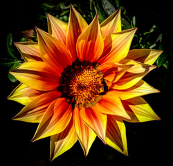 A closeup of a beautiful orange and yellow gazania (daisy) isolated against a dark background. The...