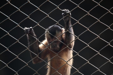 sad monkey in cage