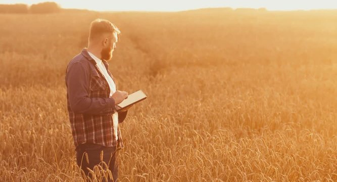 Modern farming concept, advanced technology in agriculture. Male farmer with portable tablet computer in wheat field using specialized app. 4K UHD 60 FPS 