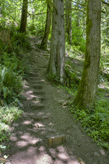 Obraz premium A path in the fairy green forest with stepping blocks in Washington, USA