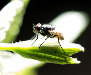 Fly on a green leaf in the open air