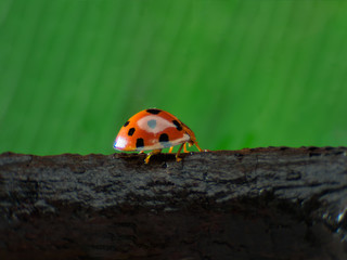 Ladybug