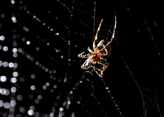 The spider sits on a web on the hunt