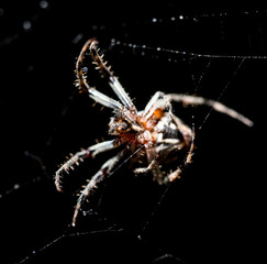 The spider sits on a web on the hunt