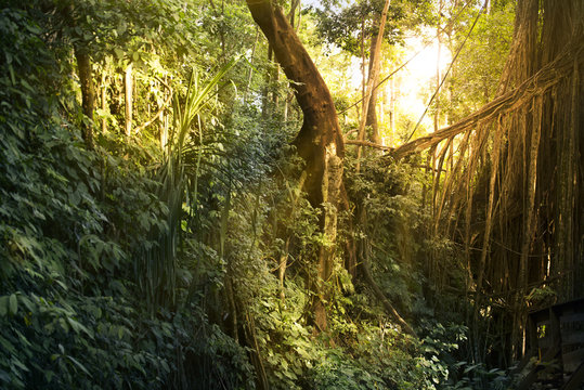 Fototapeta Trees and leaves forest texture.