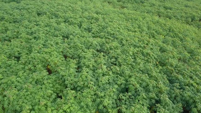 Cassava plantation farming , growing of Cassava, row of cassava tree in field from above shot
