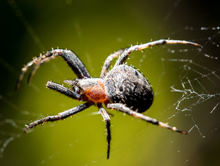 The spider sits on a web on the hunt