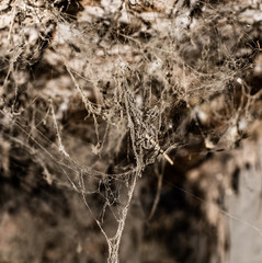 Spider web on the ceiling as a background
