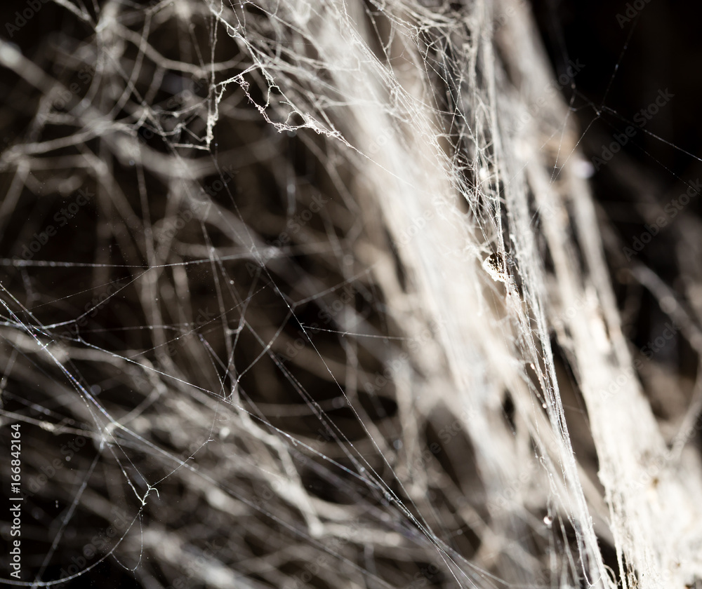 Sticker spider web on the ceiling as a background