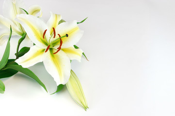 blooming lily isolated on white background