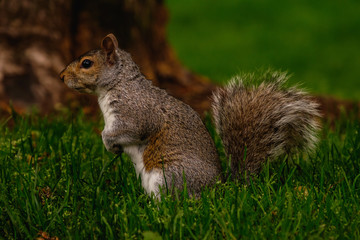 Squirrel Mug Shot