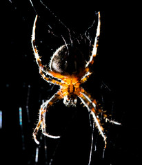 The spider sits on a web on the hunt