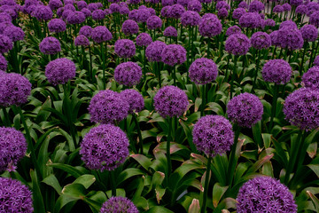 Allium Spring