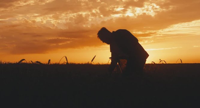 Modern farming concept, advanced technology in agriculture. Silhouette of male farmer with portable tablet computer in wheat field using specialized app. 4K UHD 60 FPS 