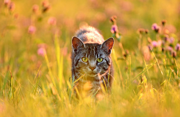 Fototapeta premium Kot na łące, oświetlony od tyłu złotym wieczornym światłem lata
