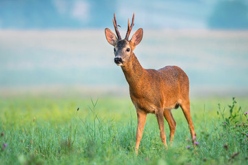 Wild roe deer with big antlers in a field