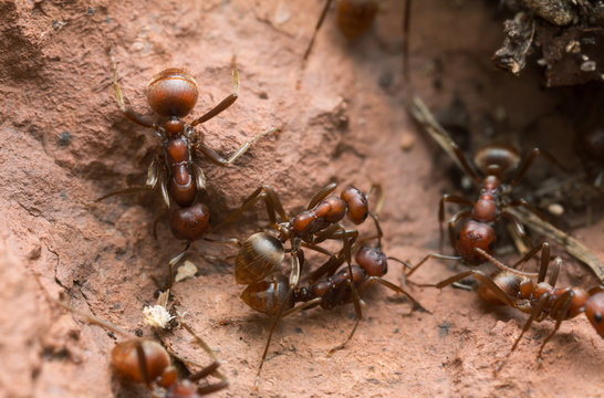 Slave-making ants, Polyergus rufescens on rock