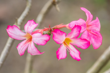 Azalea flowers
