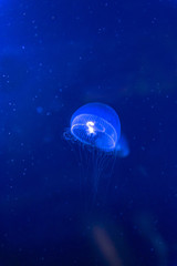 Blue jellyfish swim to light