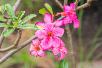 Obraz premium Azalea flowers 