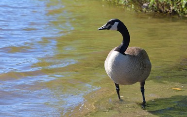 Canada Goose